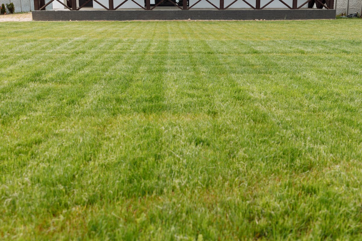 Lush fertilized lawn — [DEMO] replace with real job photo