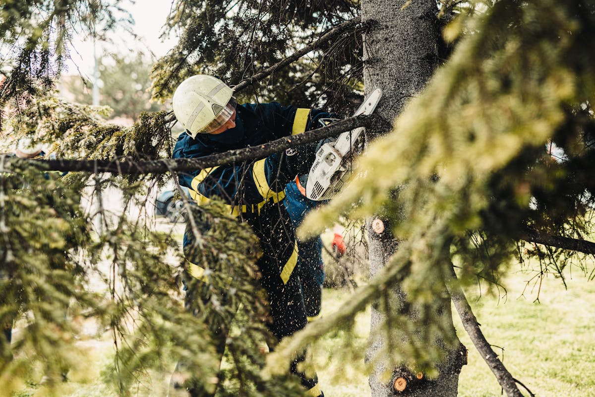 Tree trimming and pruning service in Bonner County